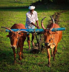 Read more about the article TAX ON AGRICULTURE INCOME IN INDIA