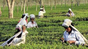 Read more about the article Understanding Section 10(30) of the Income Tax Act: Tax Exemption for Tea Industry Subsidies